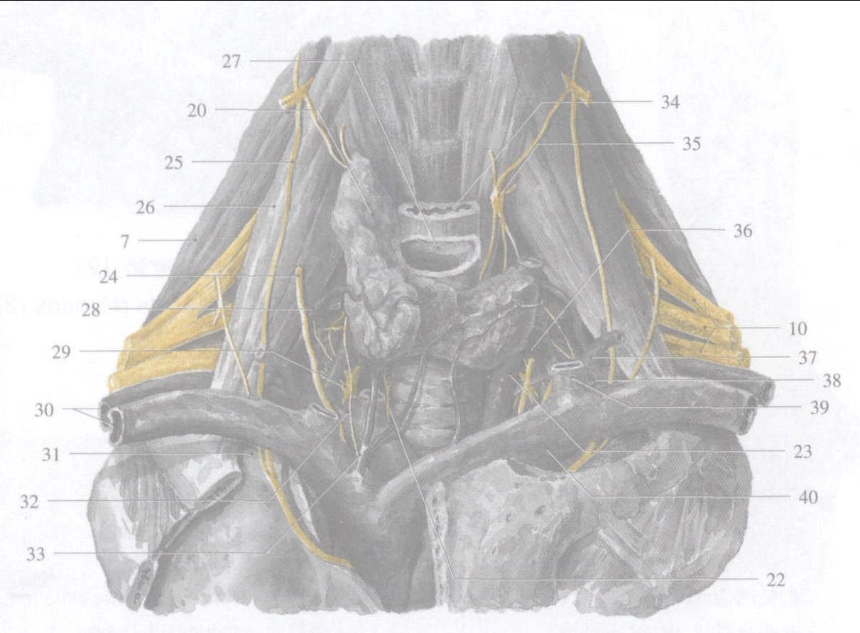 brachial artery图片