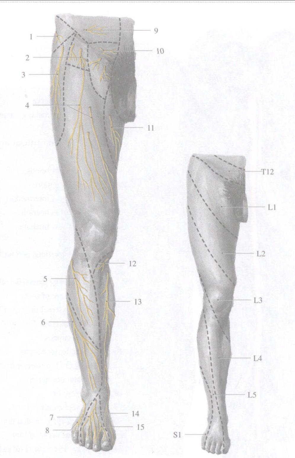 423.下肢的皮神经和节段分布 (前面观)