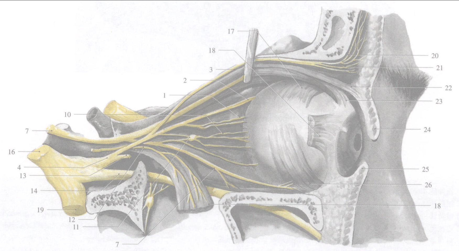 455.眶腔内的神经 (外侧面观)