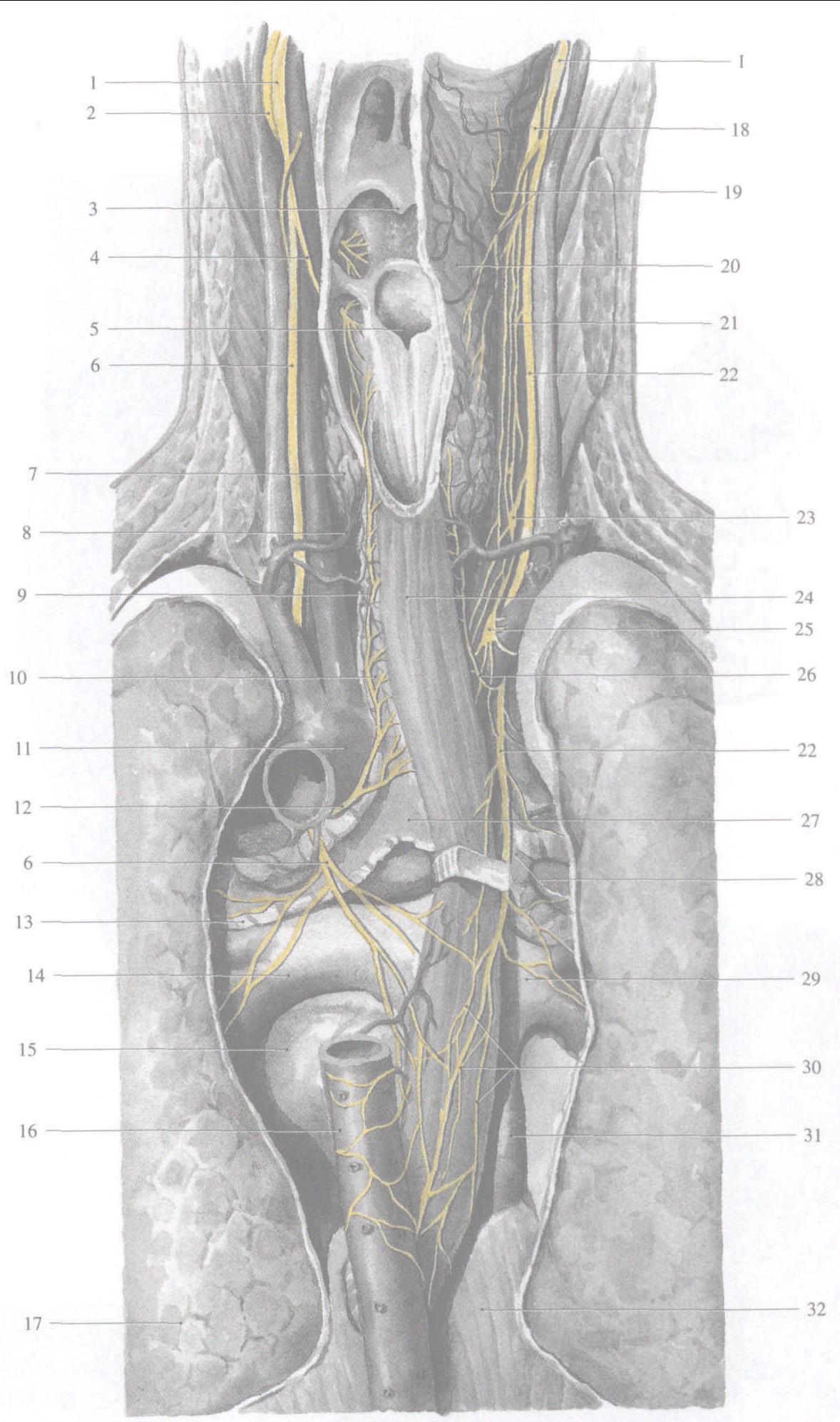 466.左、 右迷走神经颈胸部的分支 (后面观)