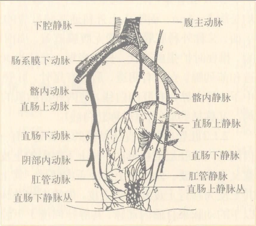 2 正常肛管直肠解剖