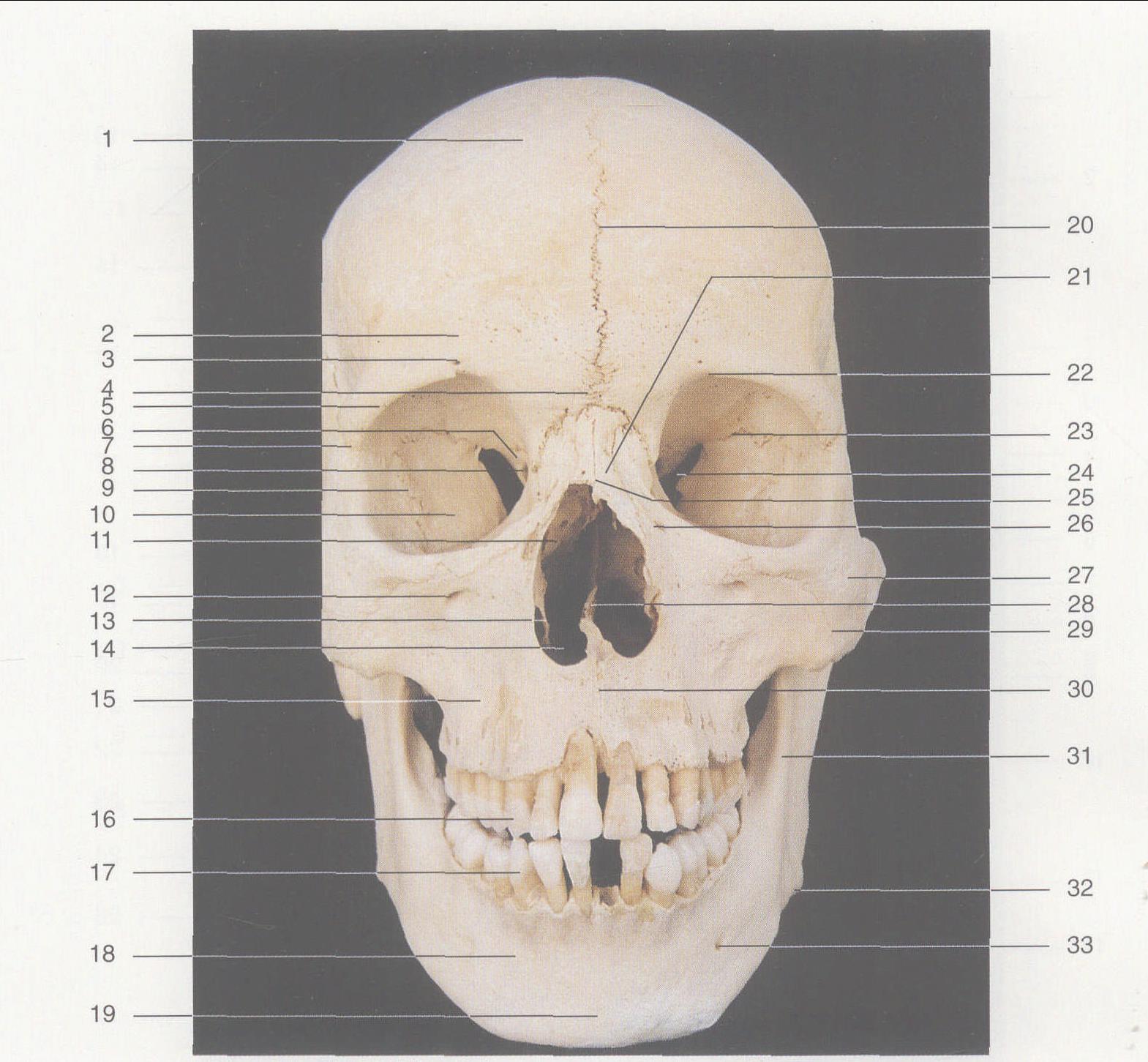 图1—7 颅骨 (前面观)