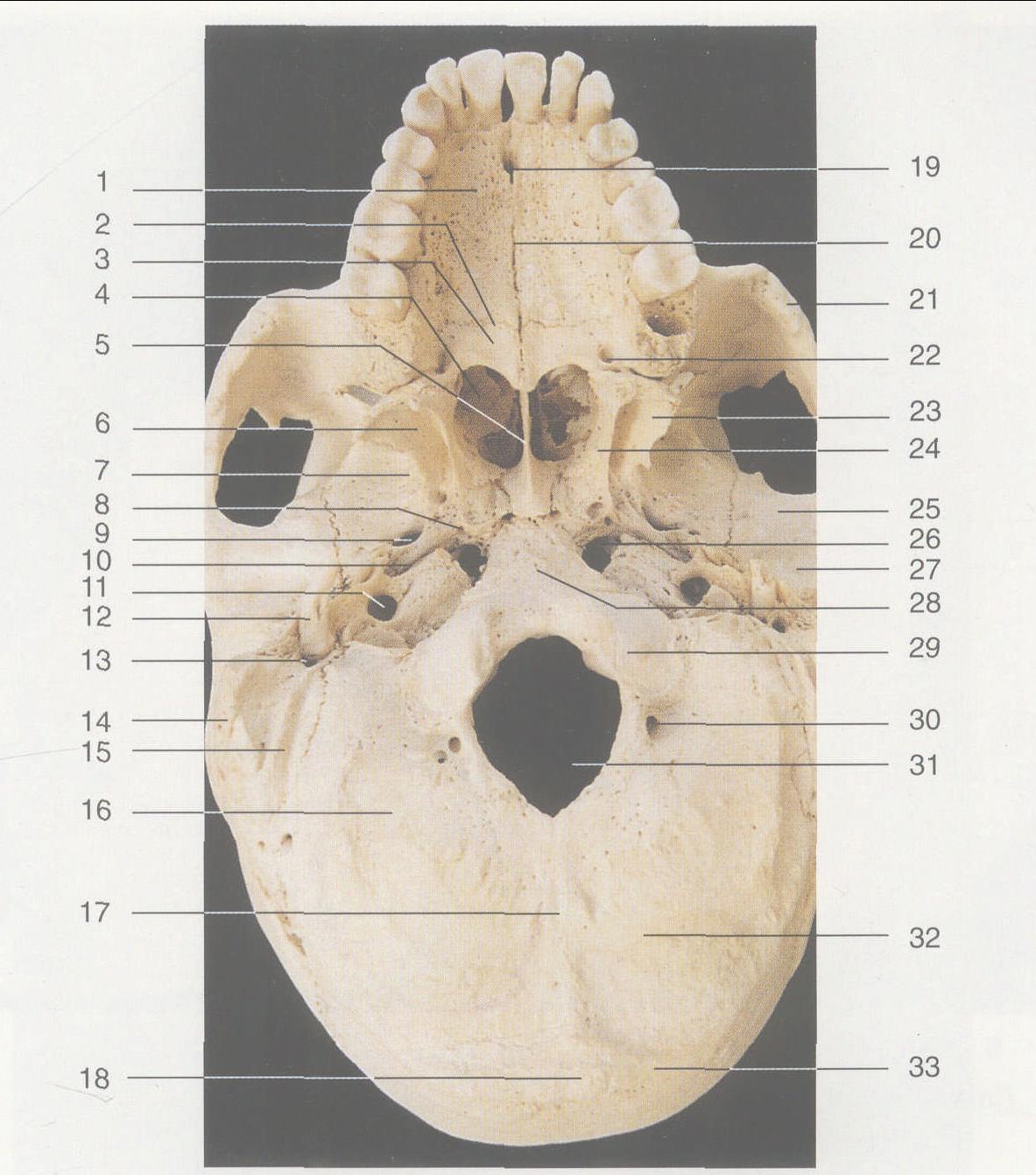 图1—8 颅骨 (底面观)