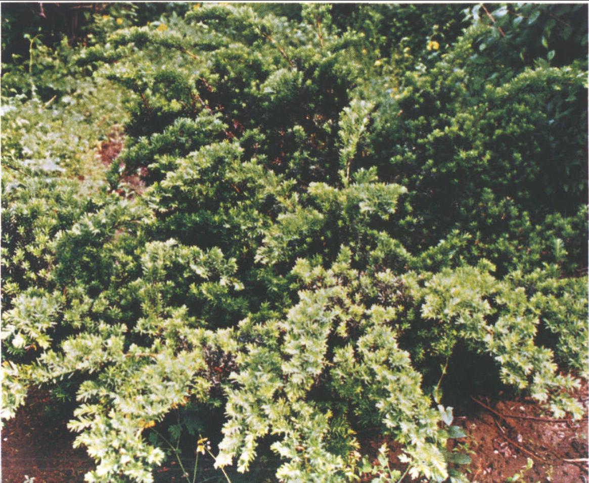 73.矮紫杉