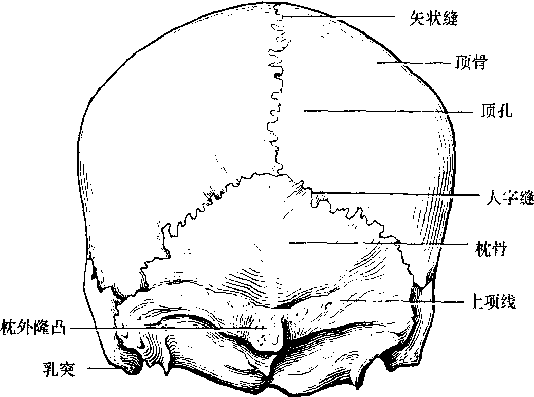 颅(后面观)