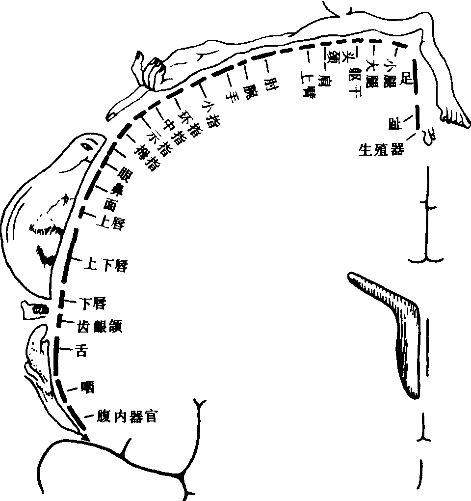 中央前回支配運(yùn)動(dòng)功能分區(qū)