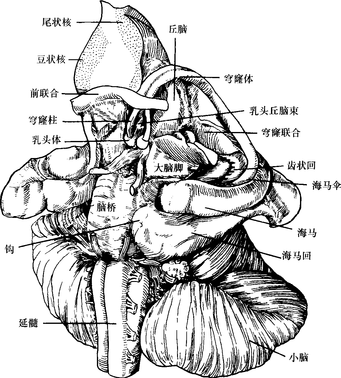 基底神經(jīng)核團(tuán)與周?chē)Y(jié)構(gòu)的解剖關(guān)系