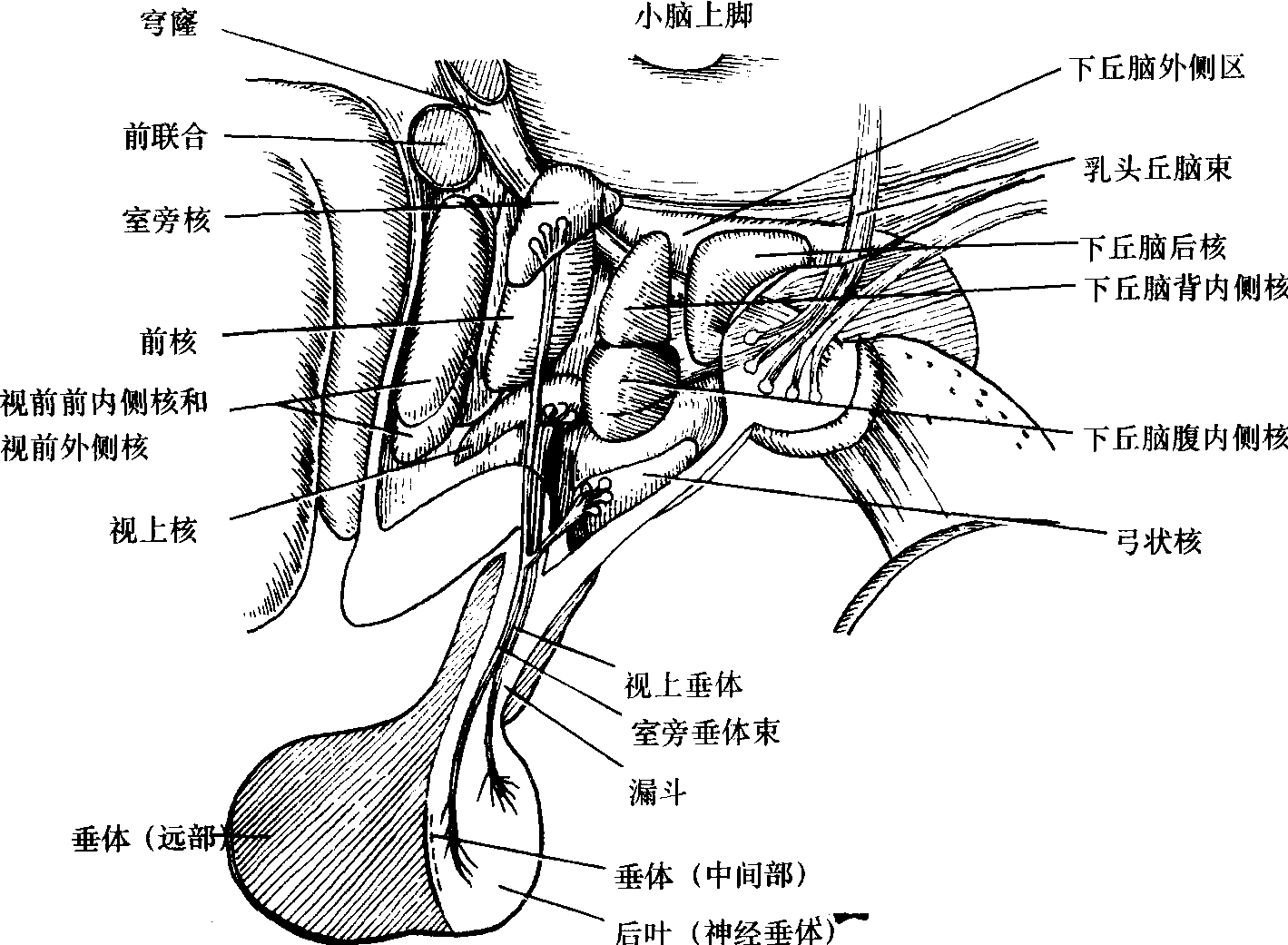 視丘下部及垂體的各核團(tuán)