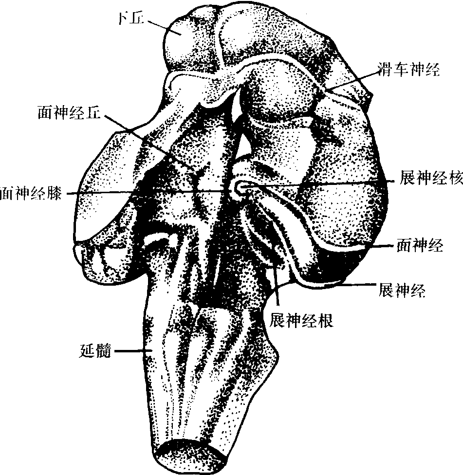 腦干