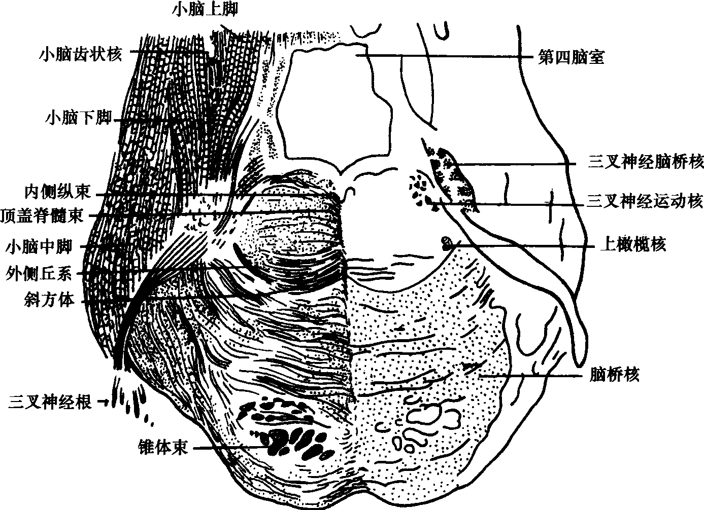 經斜方體橋腦橫斷面