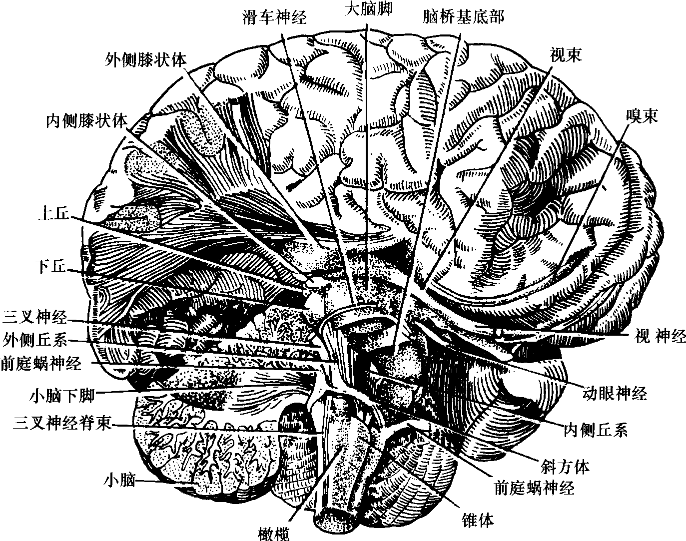 顱神經(jīng)(表面觀)