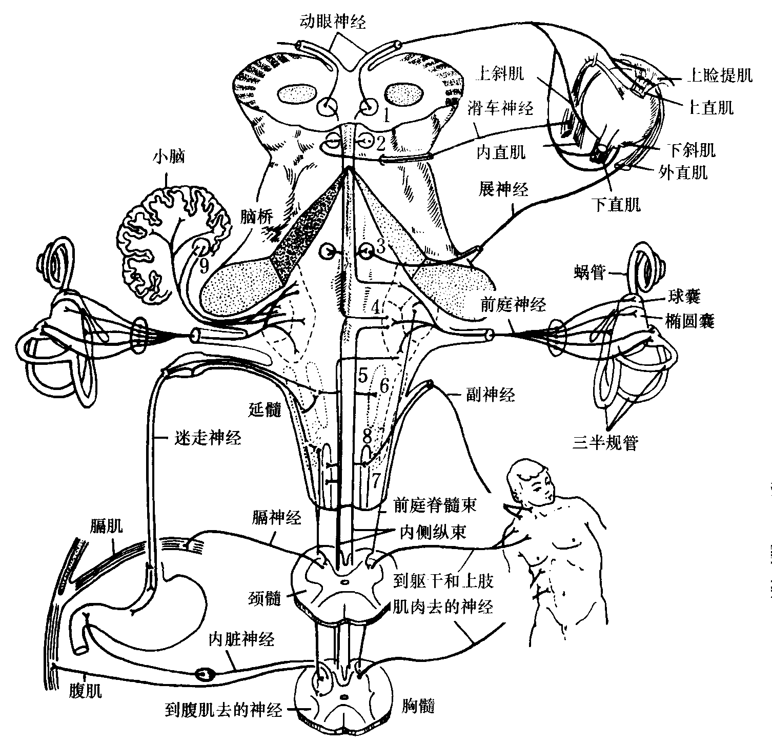 顱神經(jīng)功能分布圖