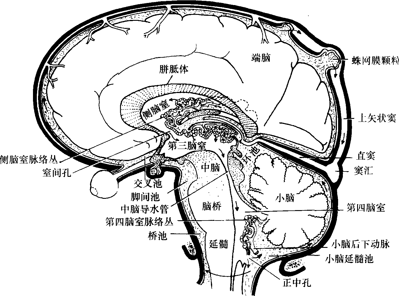 脑室、脑池及脑脊液循环系统