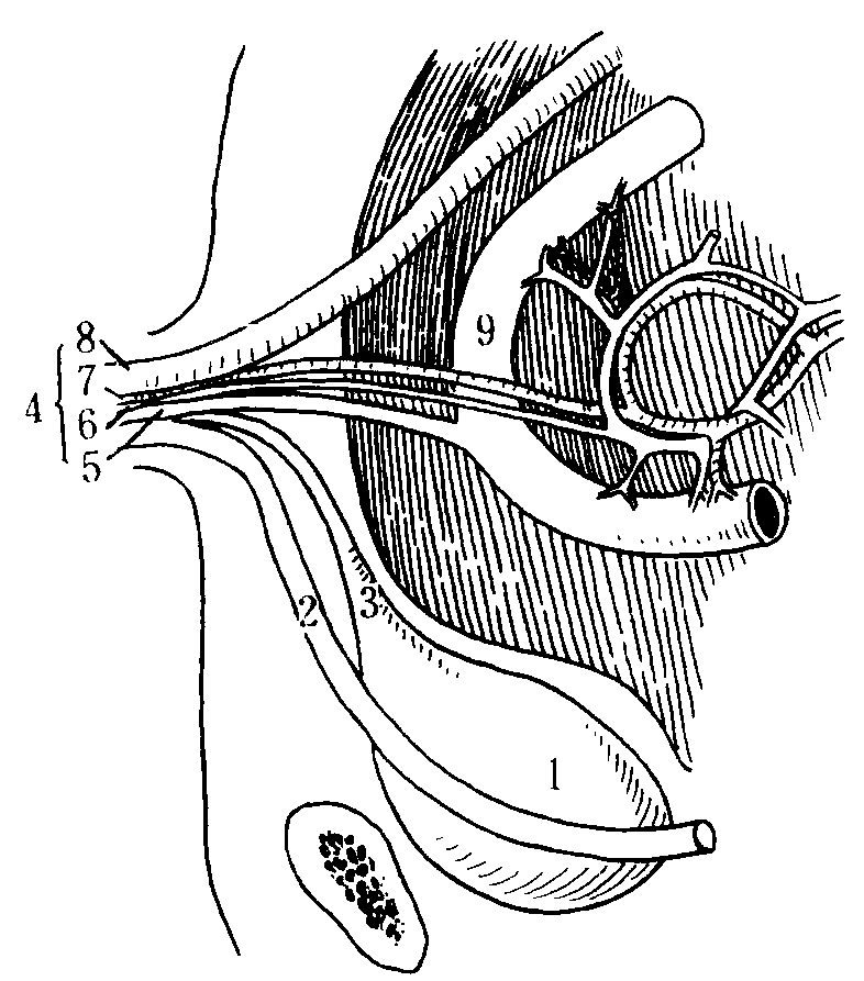 胚胎时期脐带的结构