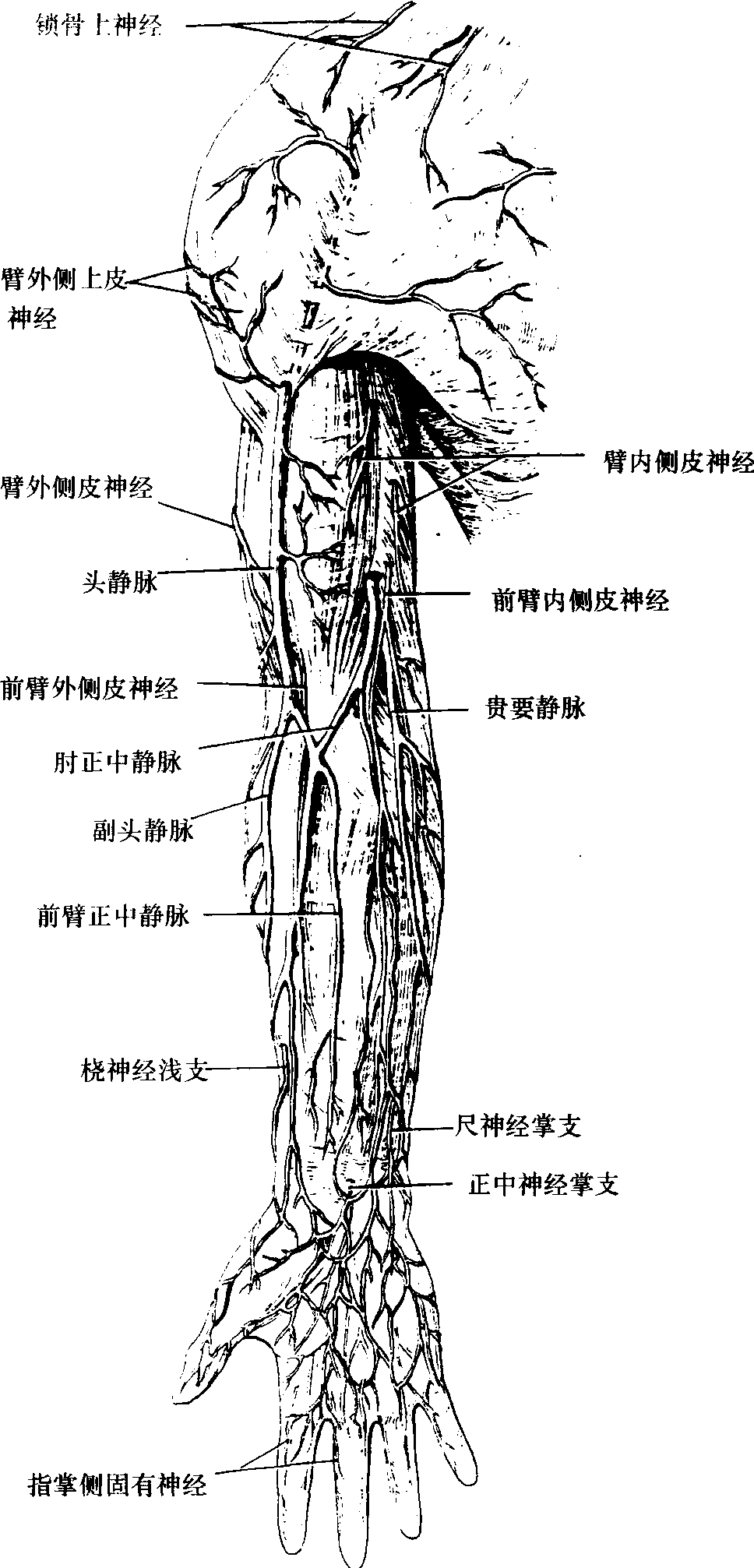 上肢的皮神经和浅静脉(前面观)