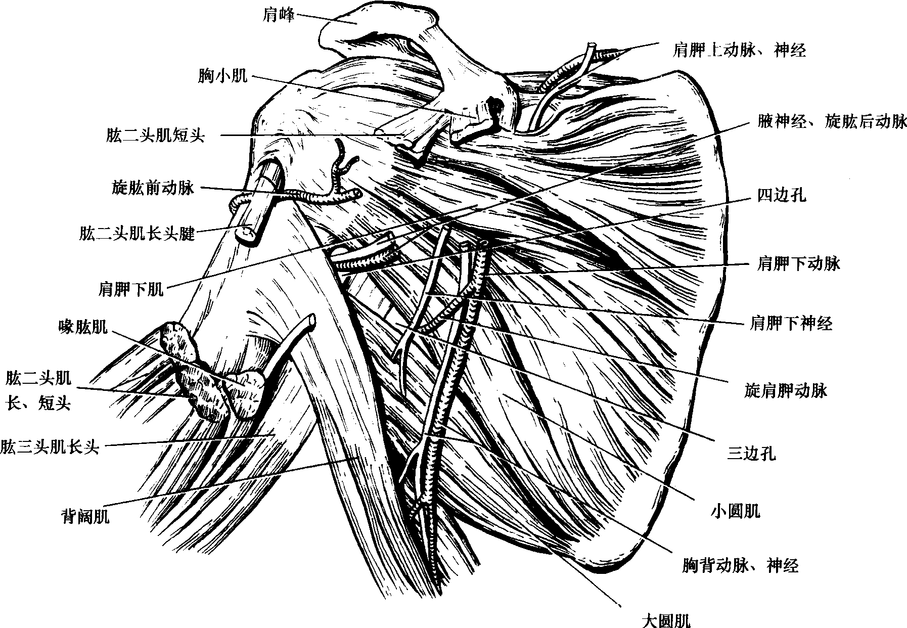 腋腔后臂及三边孔和四边孔(前面观)