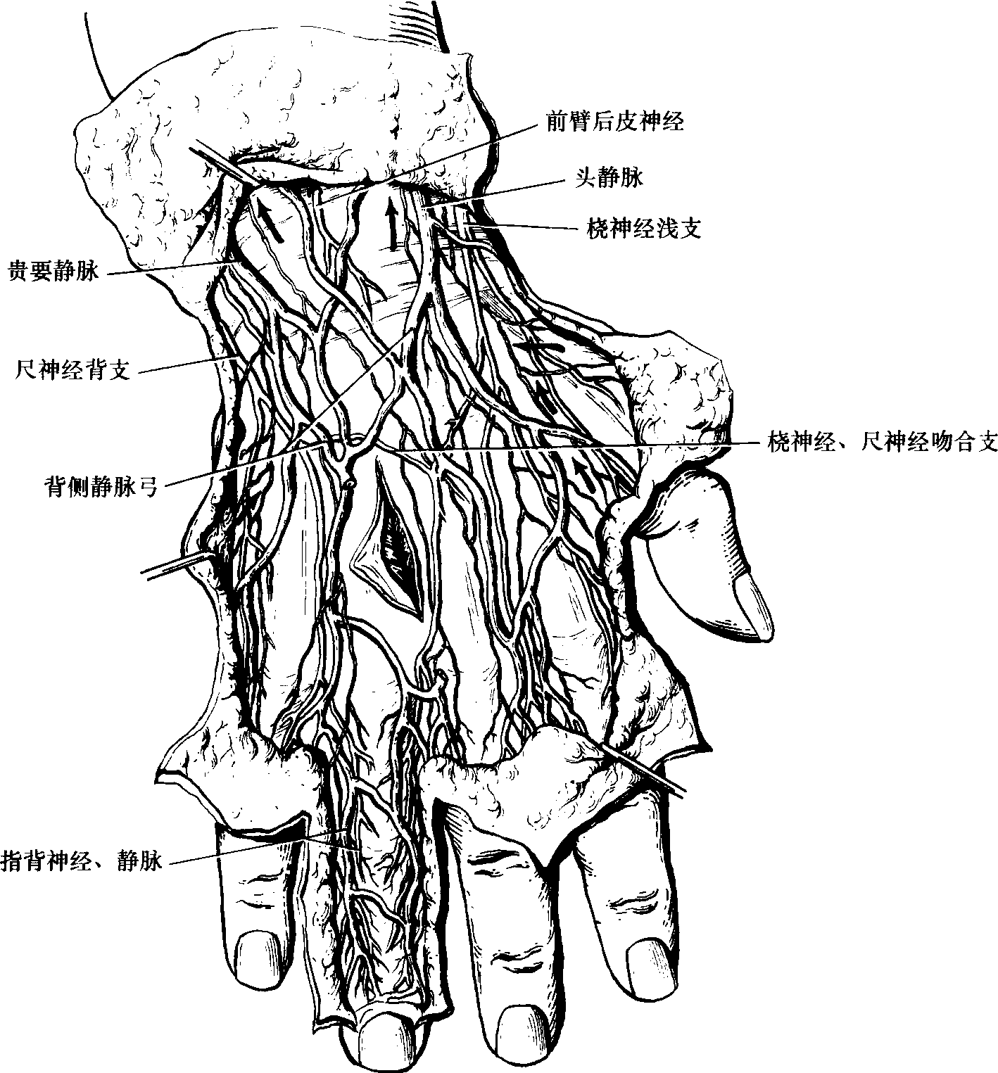 手的静脉和神经