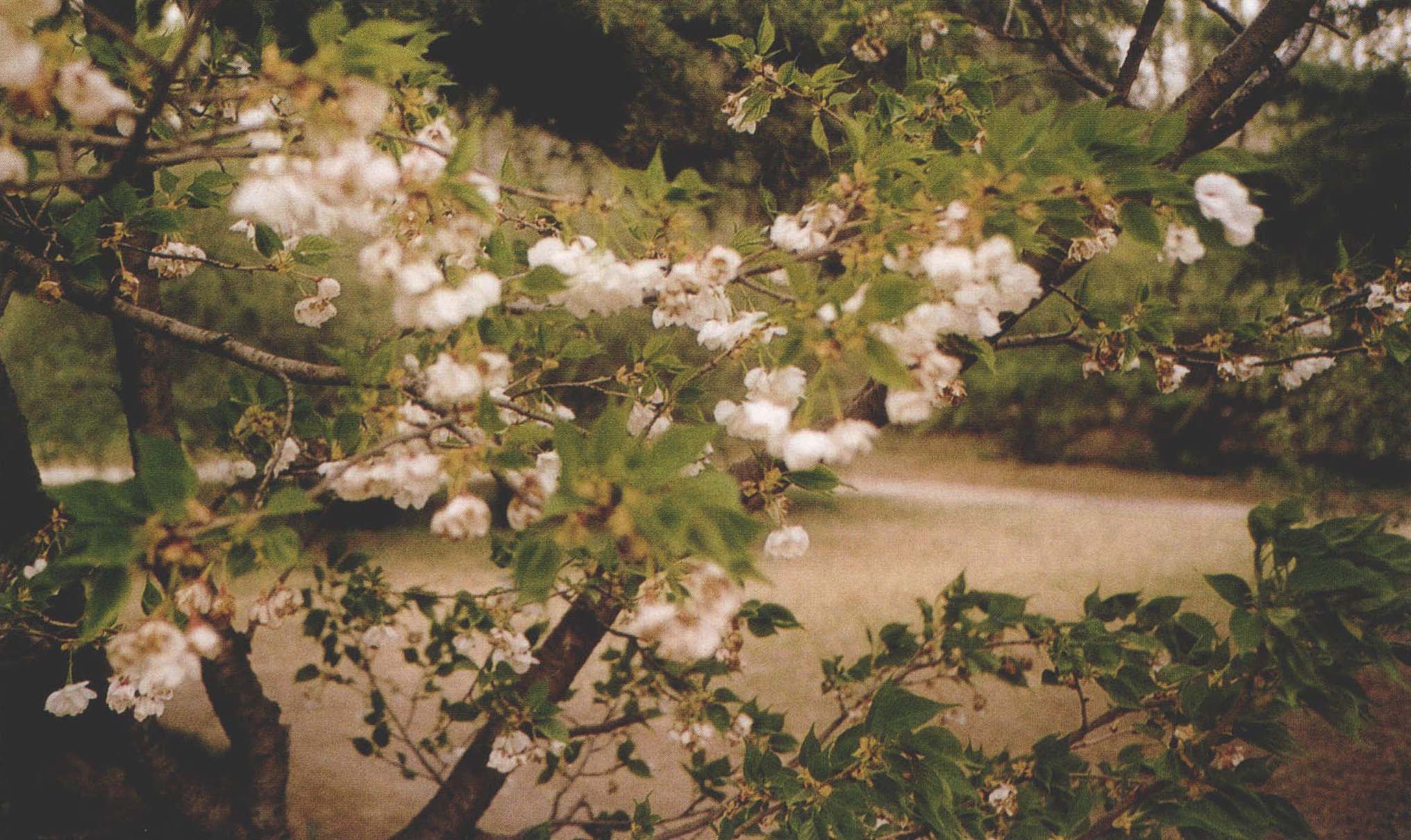 东京樱花