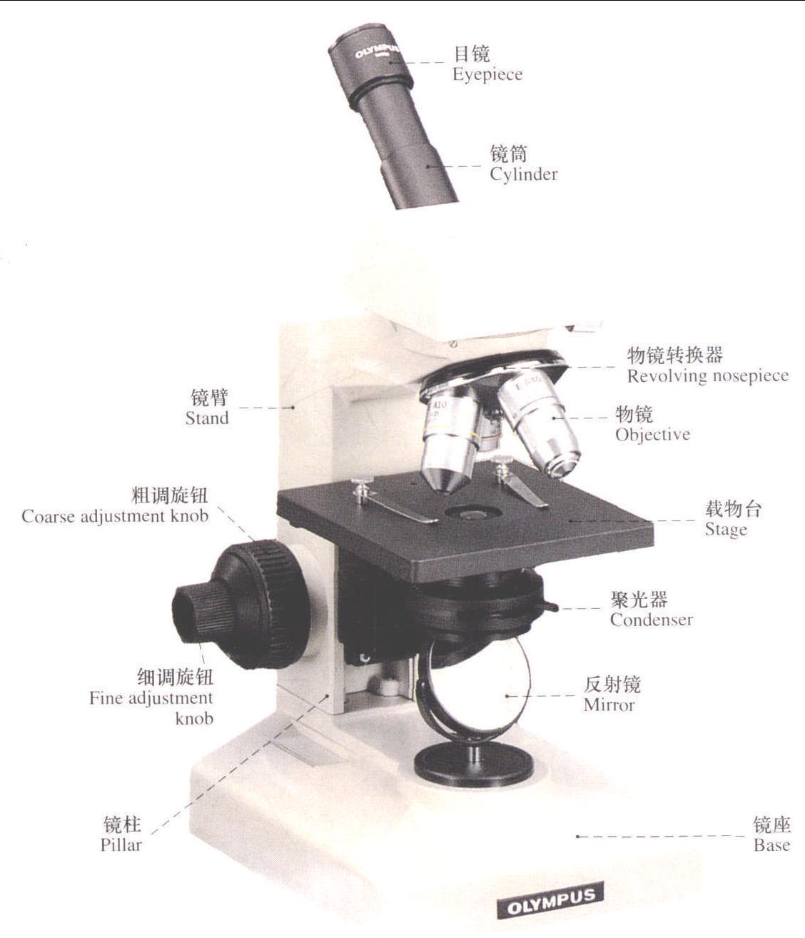 1.单筒型显微镜