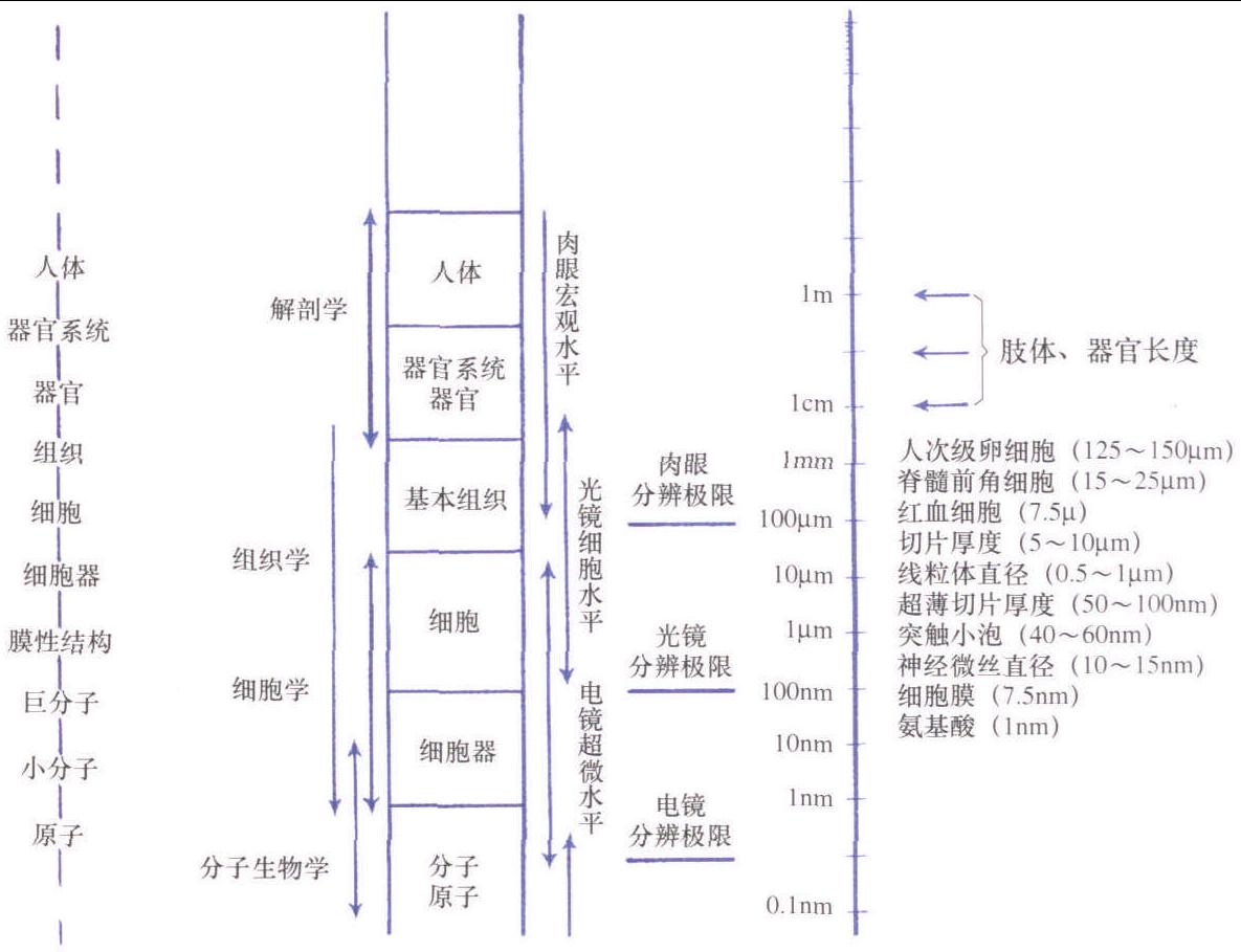 3.人體結(jié)構(gòu)的研究和組織學(xué)觀察水平