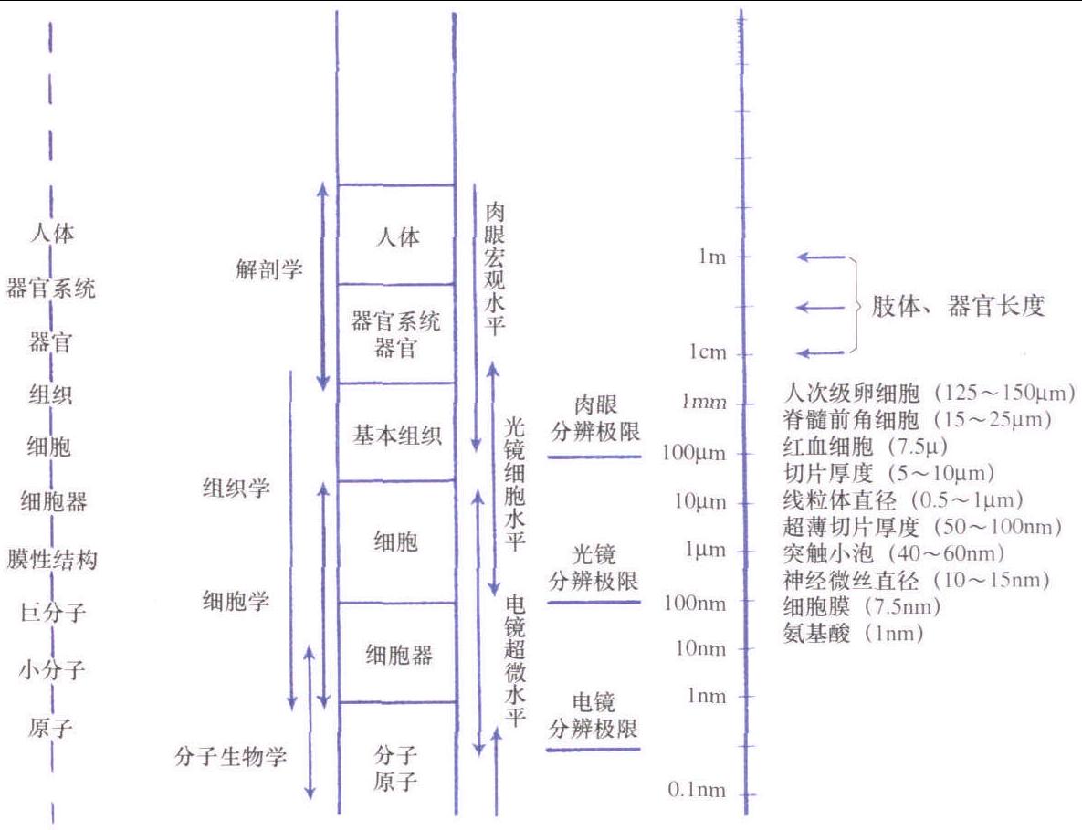 3.人体结构的研究和组织学观察水平