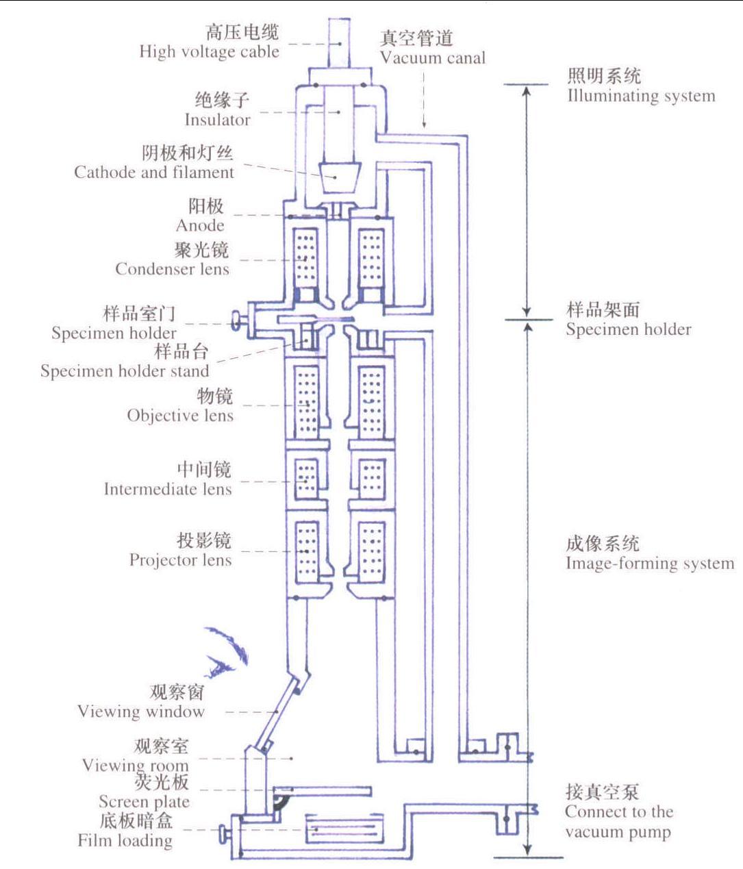 6.透射電子顯微鏡結(jié)構(gòu)圖