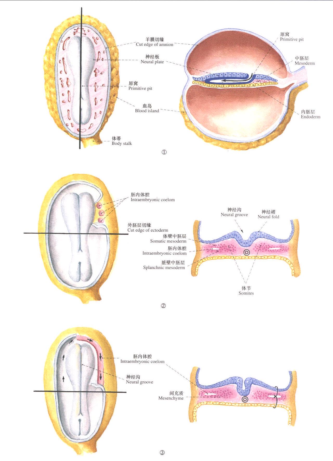 362.体节和胚内体腔形成 (4周)