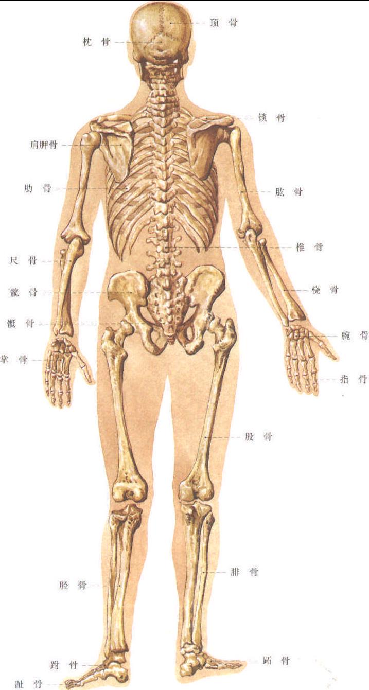 1.人体骨骼(前面观)