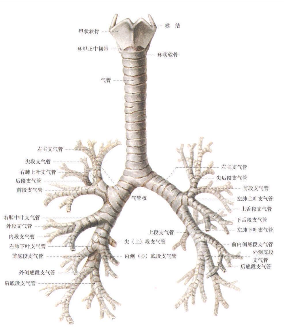 215.气管和肺段支气管