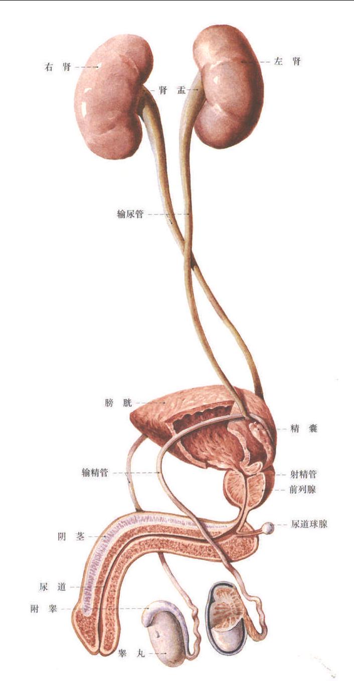 男性泌尿生殖系统全貌