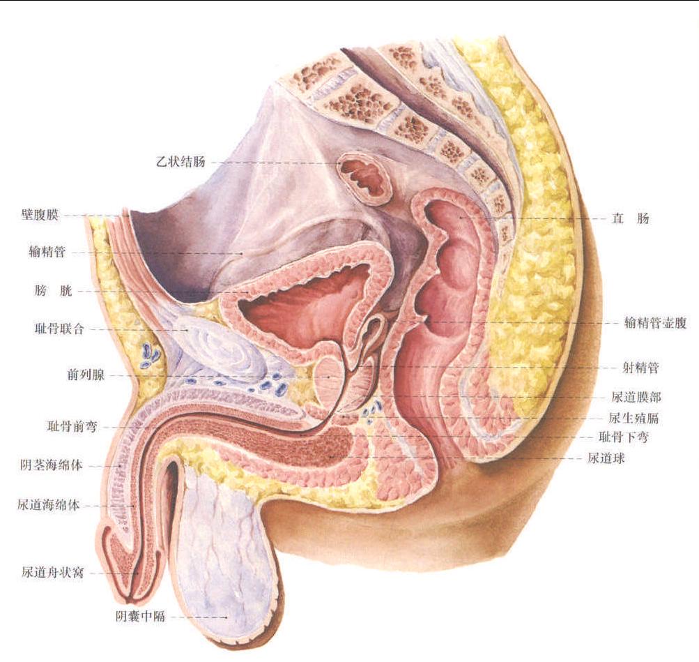 男性盆腔 (正中矢状切面)