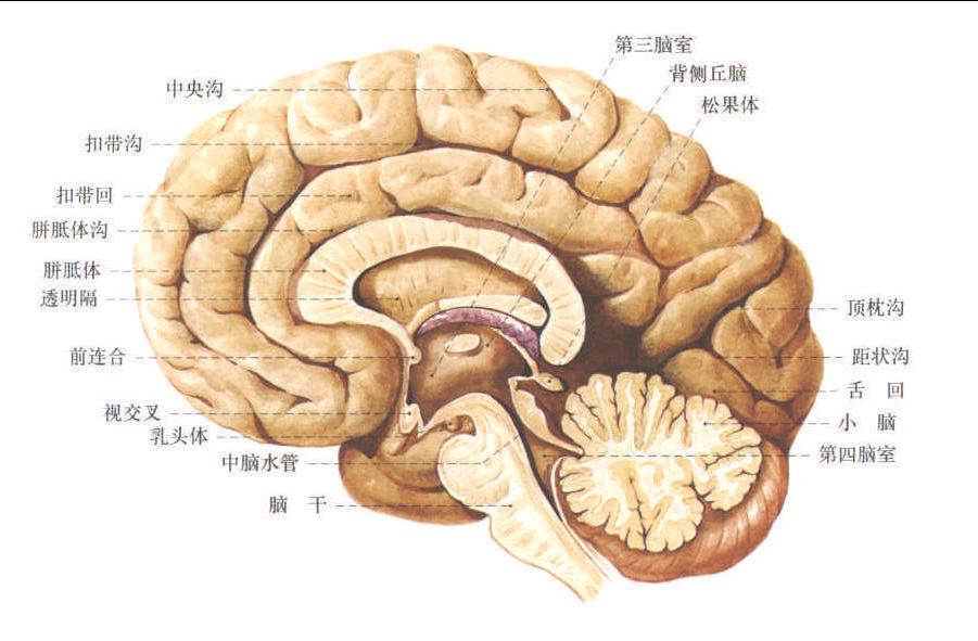 松果体冠状面图片