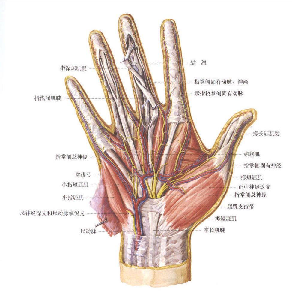 手掌侧的神经 (2)