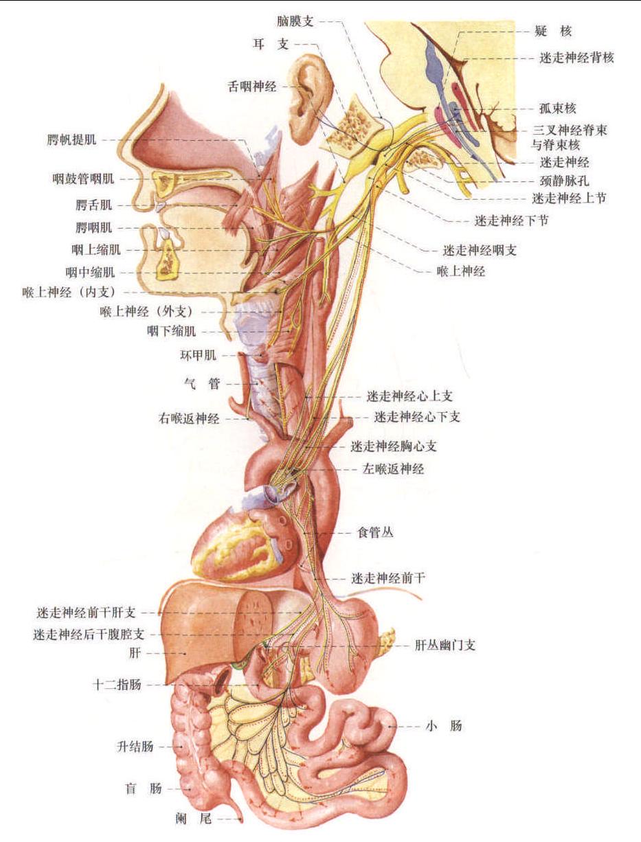 迷走神经的纤维成分及其分布 (模式图)