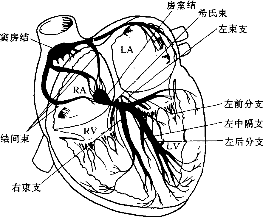 1-6 心臟傳導(dǎo)系統(tǒng)