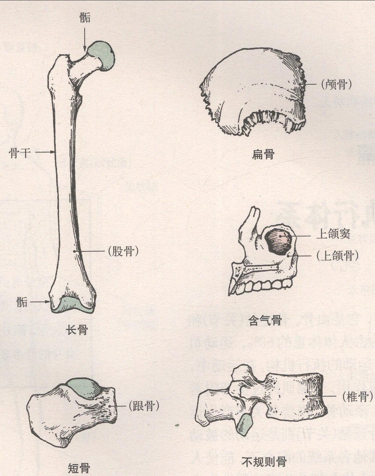 骨的形状
