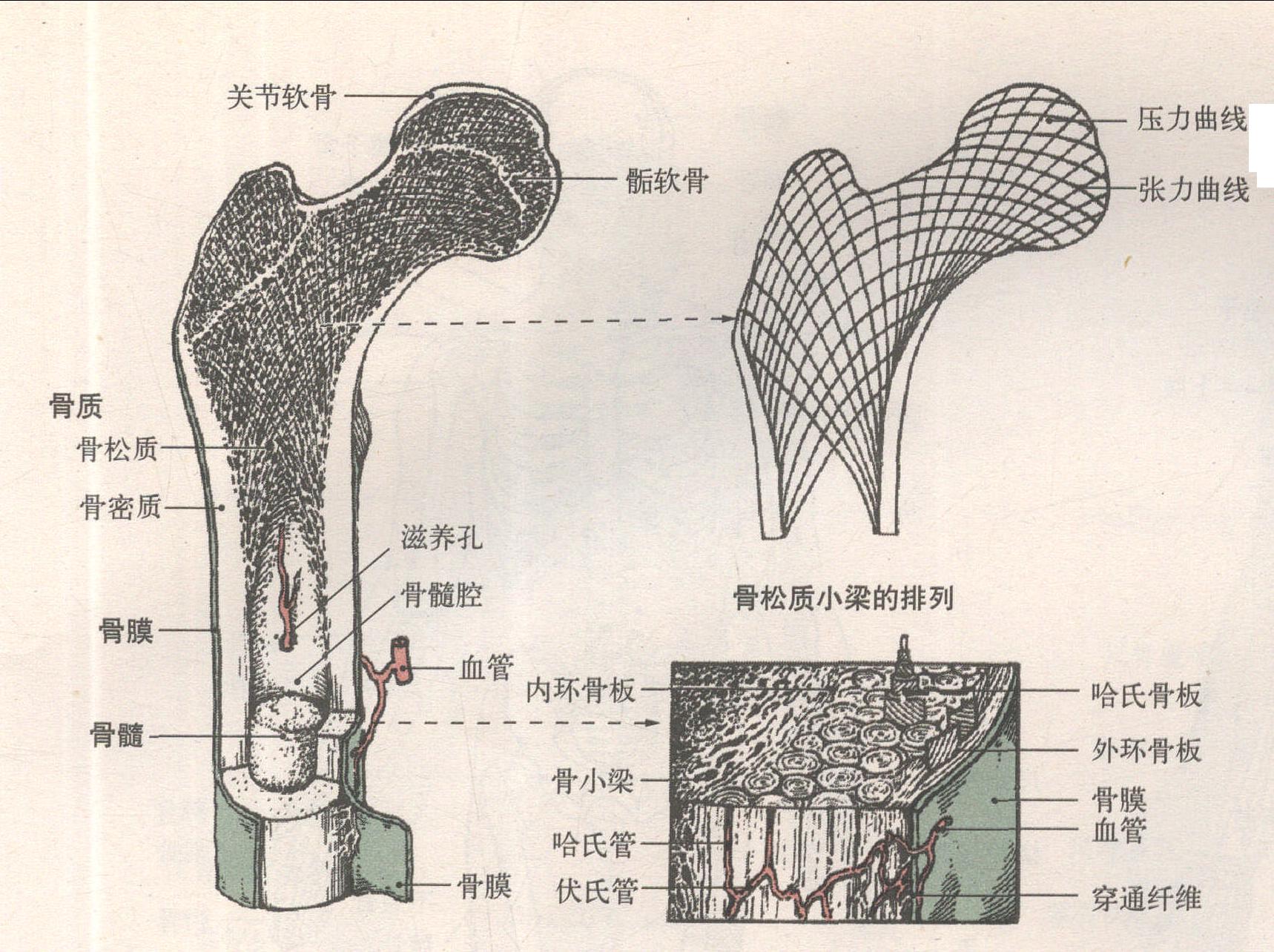 3.骨的构造-系统解剖学-医学