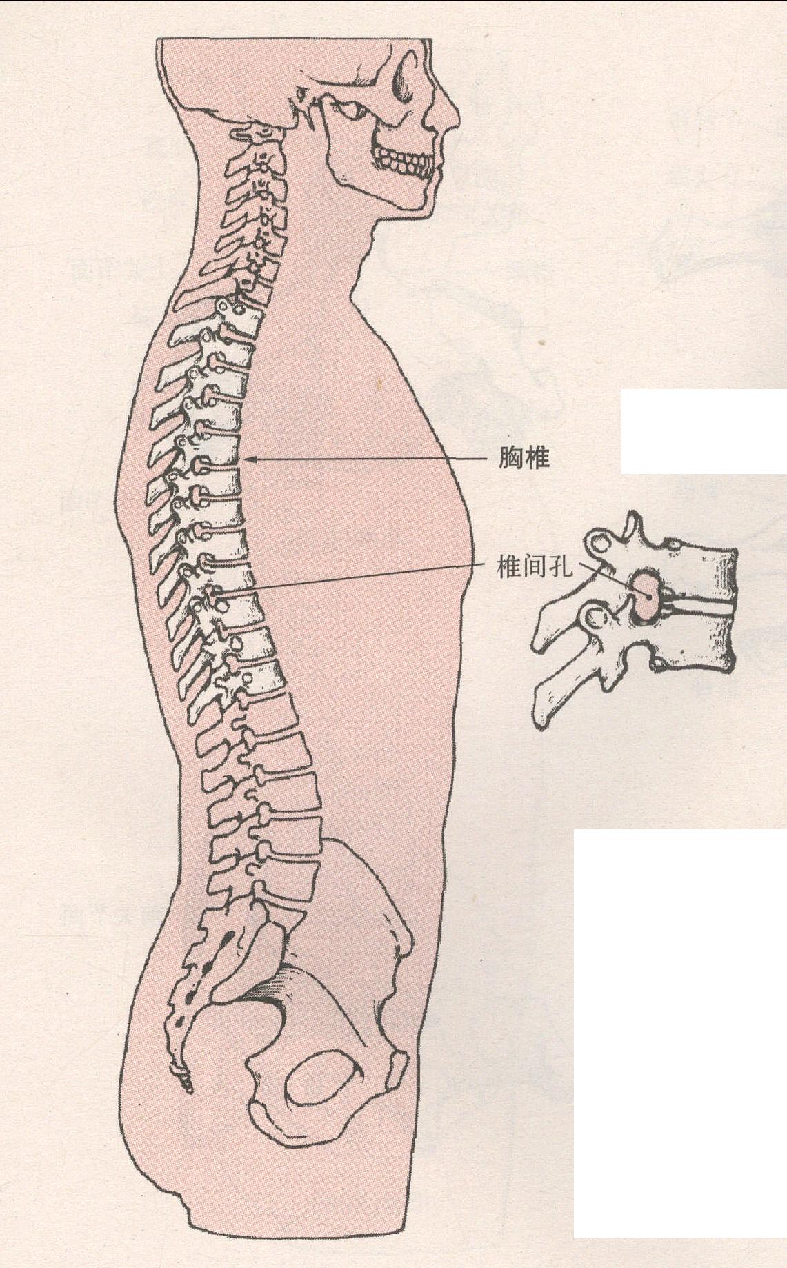 椎体侧面和横突末端前面有肋凹棘突较长,斜向后下方,呈覆瓦状