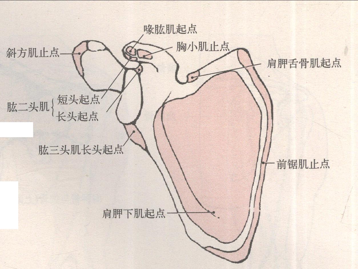 肩胛骨