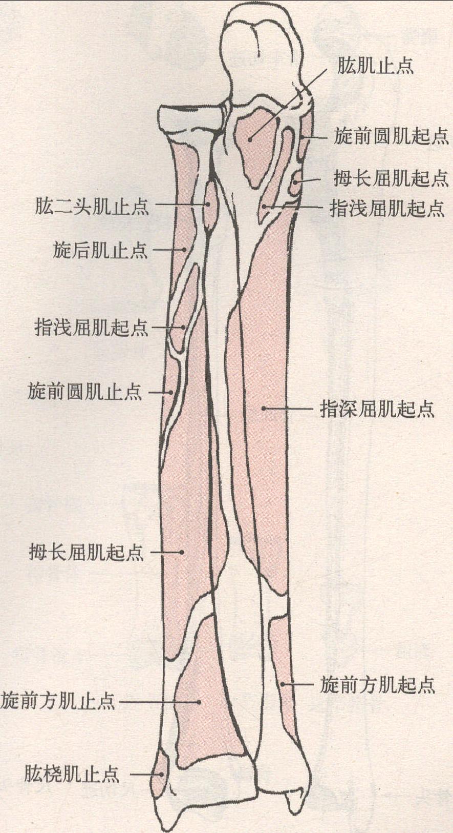 尺骨 橈骨