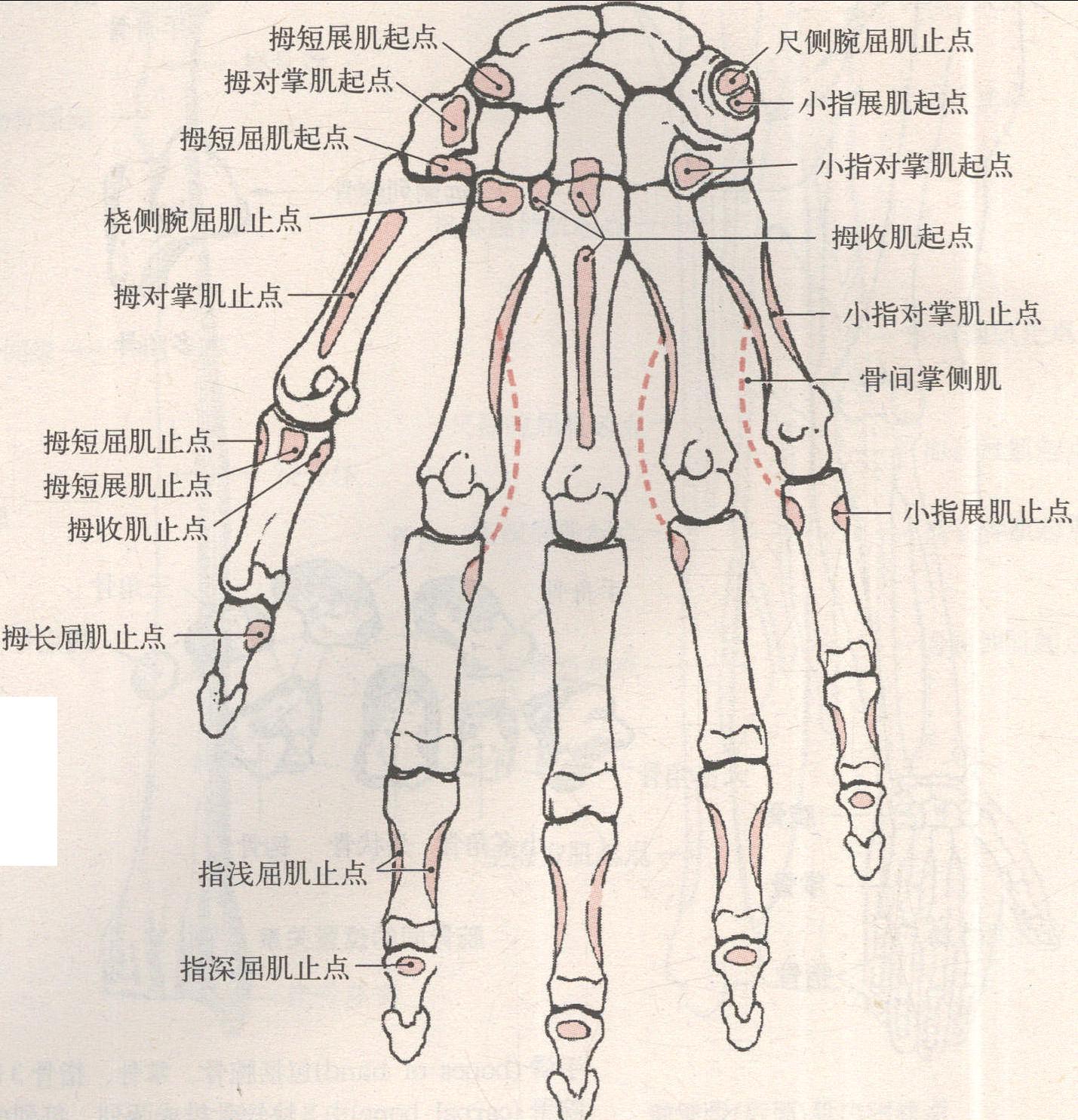 手骨掌側(cè)面