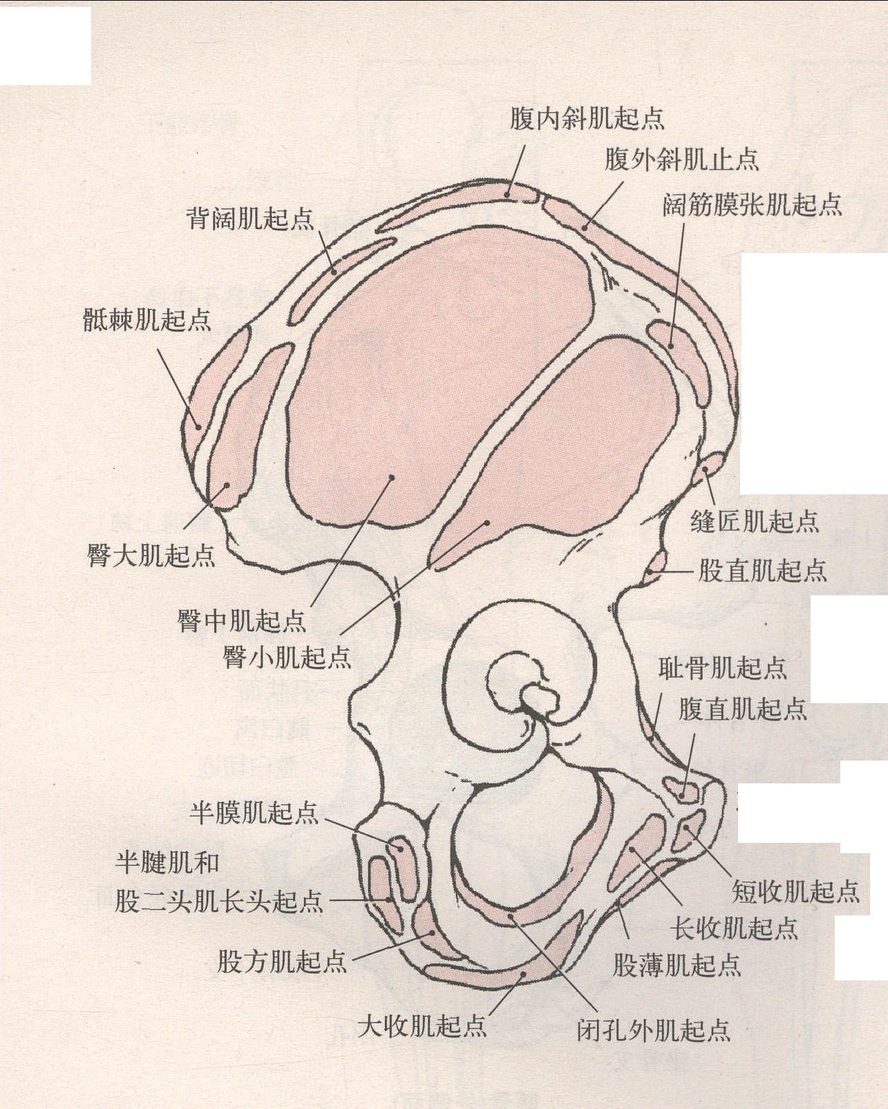 髋骨