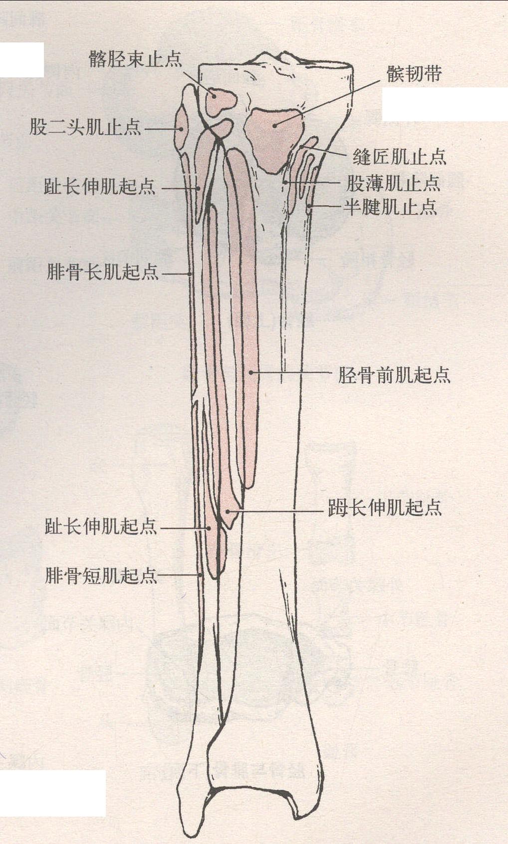 腓骨 胫骨