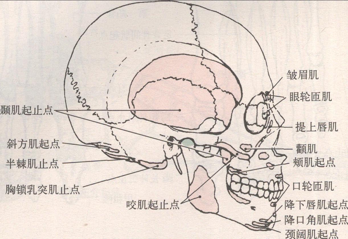 顱骨整體觀