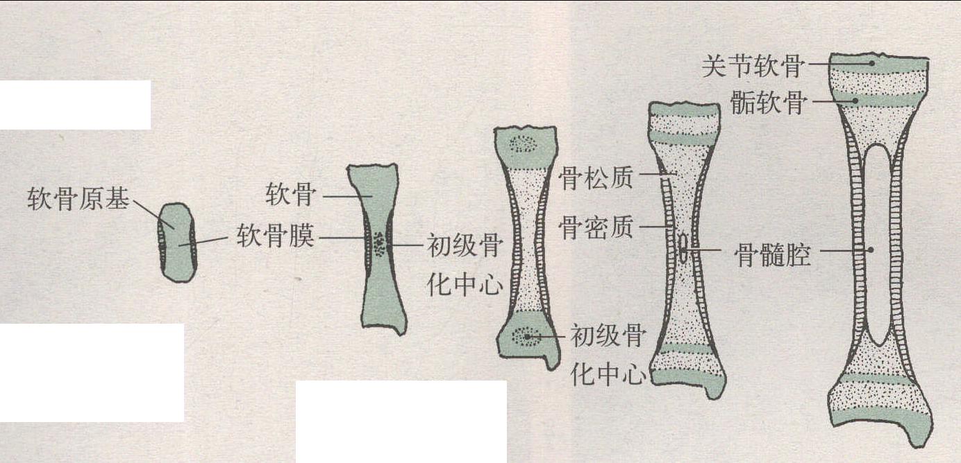 骨的生長(zhǎng) 骨齡