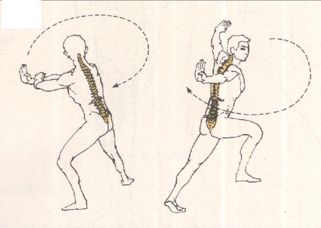 脊柱(躯干)绕矢状轴、垂直轴的运动