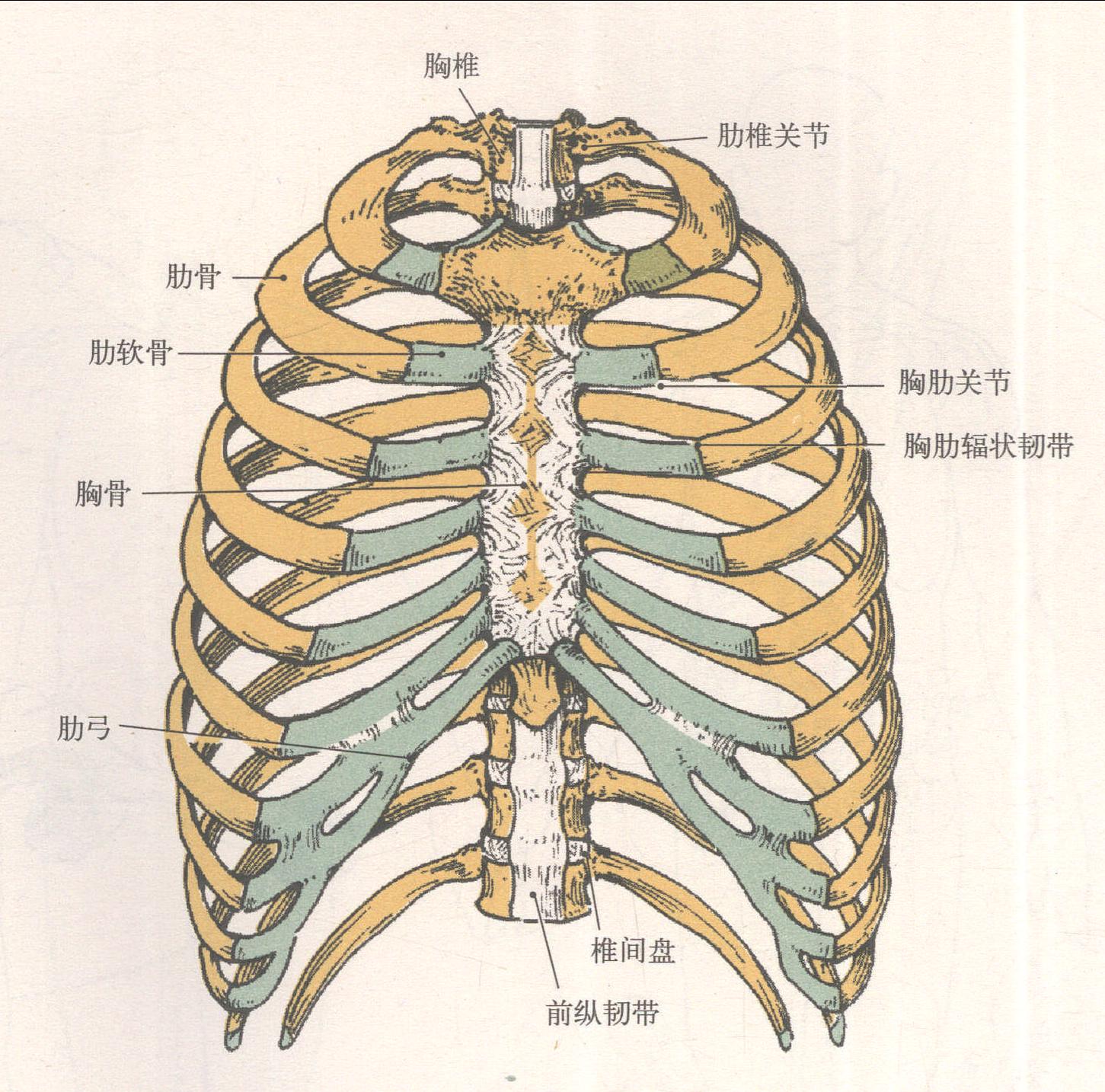 肋与胸骨的连结