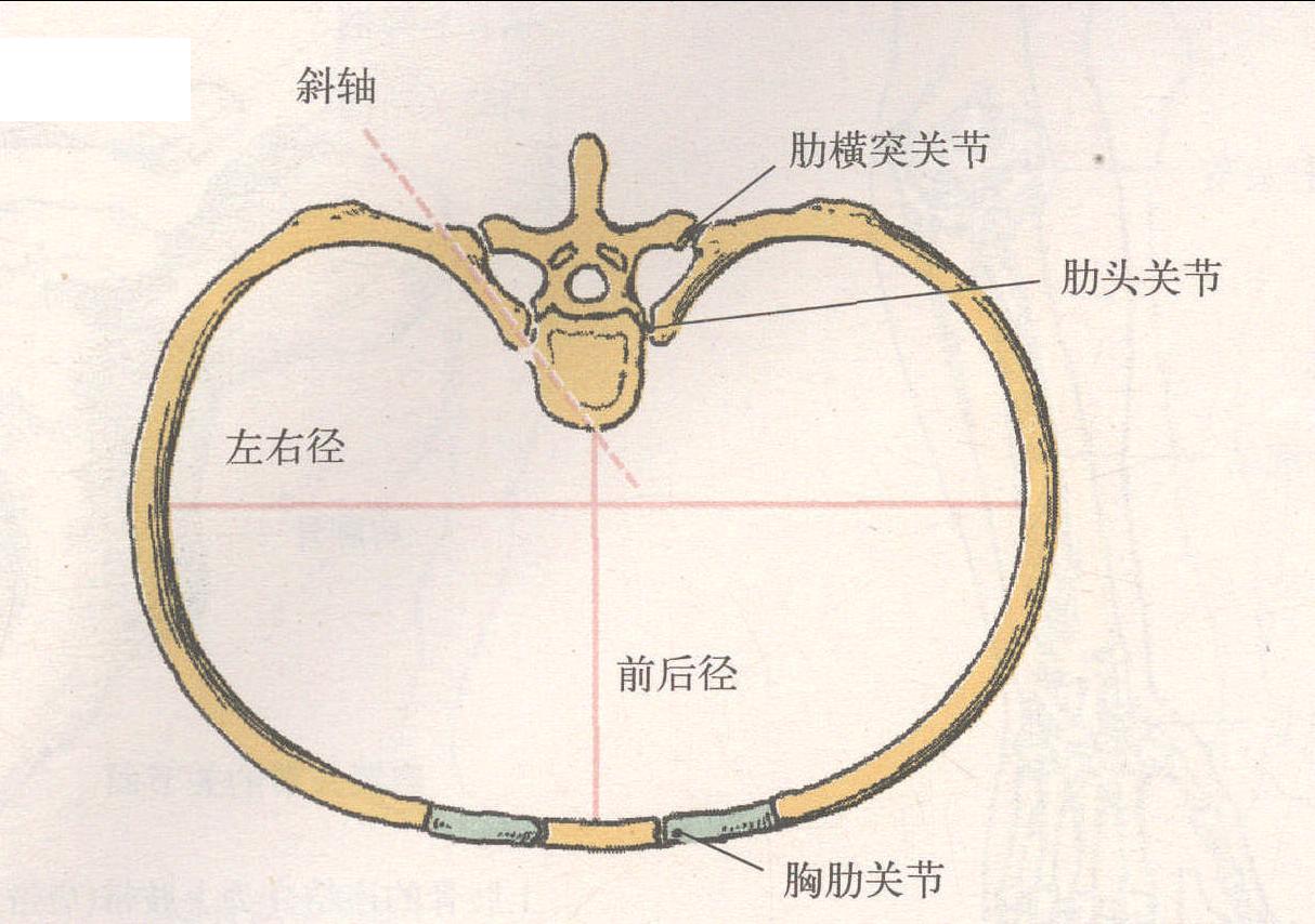 肋与椎骨的连结