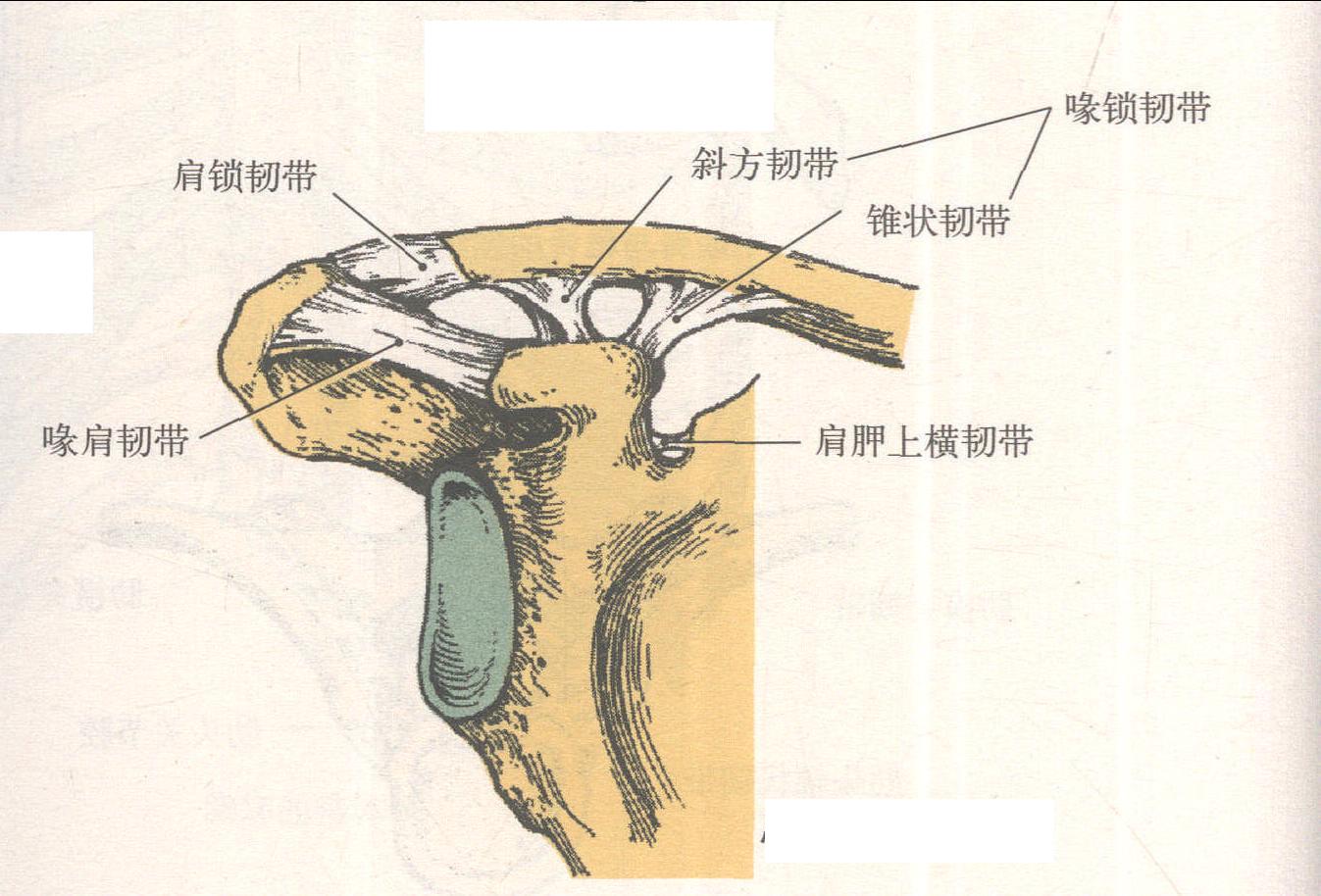 胸锁关节 肩锁关节