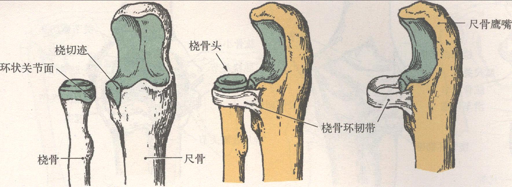 桡尺关节